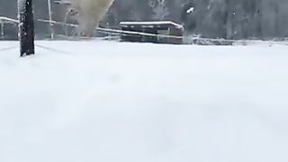 A white peacock flying in the snow ✨