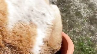 رفاهية القطط????????????