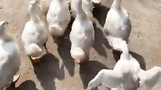 The walk like this makes us think how adorable they are