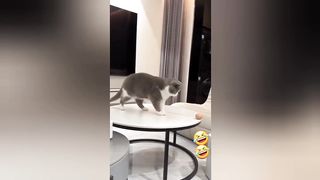 Funny cats