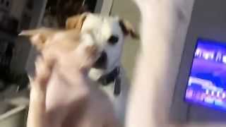 Hairless cats slap champions chip