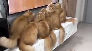 Love behind the screen