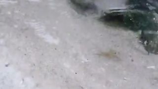 Strange creature lust on the beach