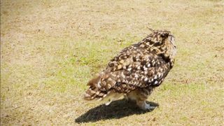 Owl cute