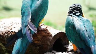 Wild Serenade: Animal Encounters & Cover Songs