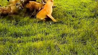 Hyens&lions