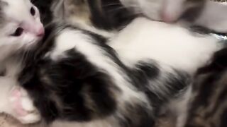 Cats ♥️♥️♥️♥️