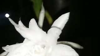 A very rare flower in Indonesia, Wijaya Kusuma