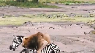 The lion hunts the zebra