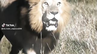 Cheeta&lion