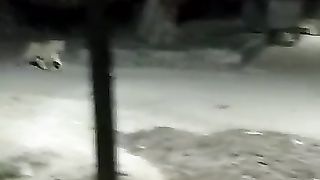 Group of tigers