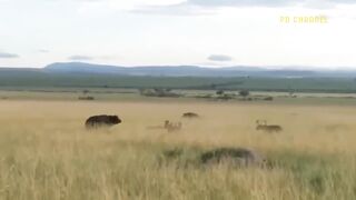 Buffalo Is Too Strong! Painful Lion Was Attacked And Tortured By Deadliest Buffalo To Protect Calf.