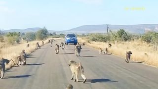 Provoke The Monkey Leader! Arrogant Leopard Must Receive The Most Dire Consequences.