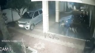Tragic Leopard! Leopard Recklessly Broke Into People's Houses And Were Fiercely Revenged By Dogs.
