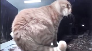 Cat + Dog = Cog ????(wauwuwwwawoooooooo)