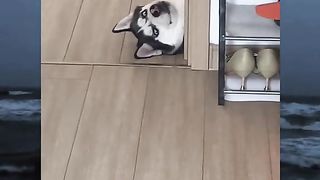dog eyes bulging