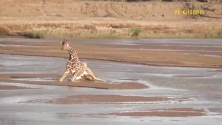 What Happened Aggressive Lion Were Tortured To Exhaustion By Angry Giraffe While Trying To Hunt.