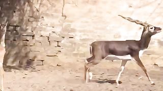 The deer is dear