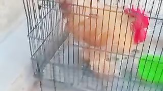 Red kalgi of a rooster