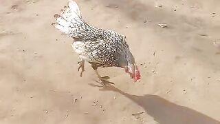 The rooster ll rooster