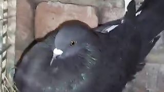 The pigeon ll beautiful