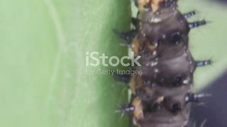 The Metamorphosis journey from caterpil