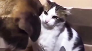 Parent cat glaring