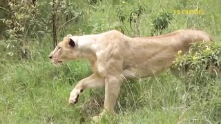 10.Painful! Hungry Leopard Ventures Into Crocodile Territory To Hunt And Tragedy Ensues..