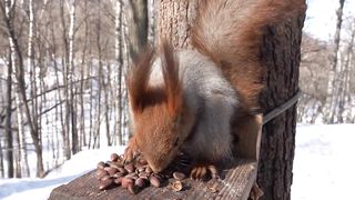 Покормил белок _ Fed the squirrels