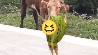 Comedy sence