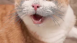 Cute and Funny Cat Videos to Keep You Smiling! | The Pet Collective