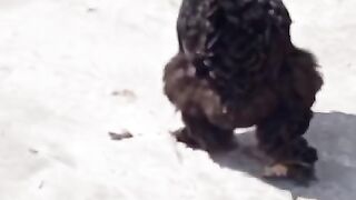 The blacky's roaming about