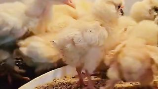 These children of a hen