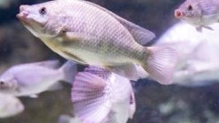 Ikan Juga Bisa Merasa Haus