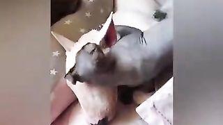 My pet