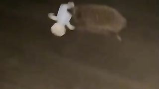 My pet