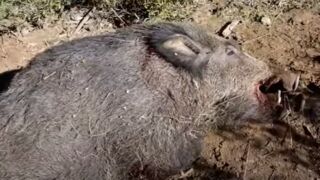 Wild Boar Hunting | A Great Solitaire, Hunting WILD BOAR