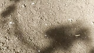 tortue سلحفات