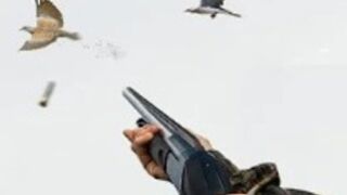 Dove Hunting, Dove Hunting in Slow Motion - 08.07.2017