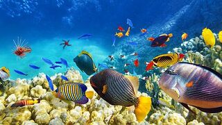 Did you Know!! Fish Can Also Feel Thirsty