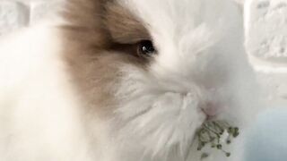My pet