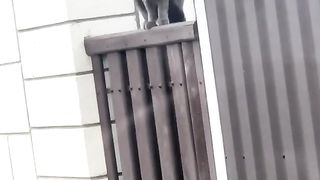 The cat is shocked)