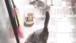 YEN CATS LIKE TO MAKE TROUBLE WITH OTHER CATS