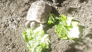قتال السلحفات tortue ninja