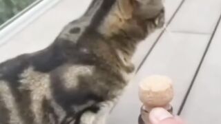 Funny cat and dogs ???????? episode 209 #animals #dog #cat #funny #shorts