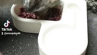 cute hungry doggo