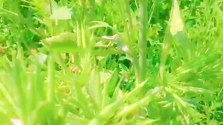 Beautiful Punjab A new variety of mustard