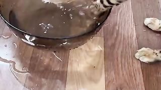 My pet
