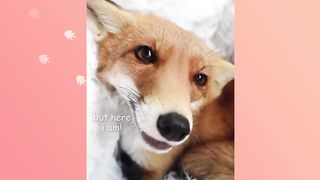 baby fox lost