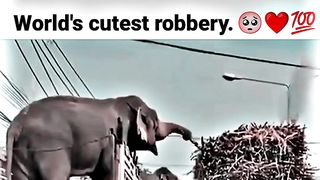 World's cutest......???????? WhatsApp status #motivation #whatsappstatus #youtube #attitude